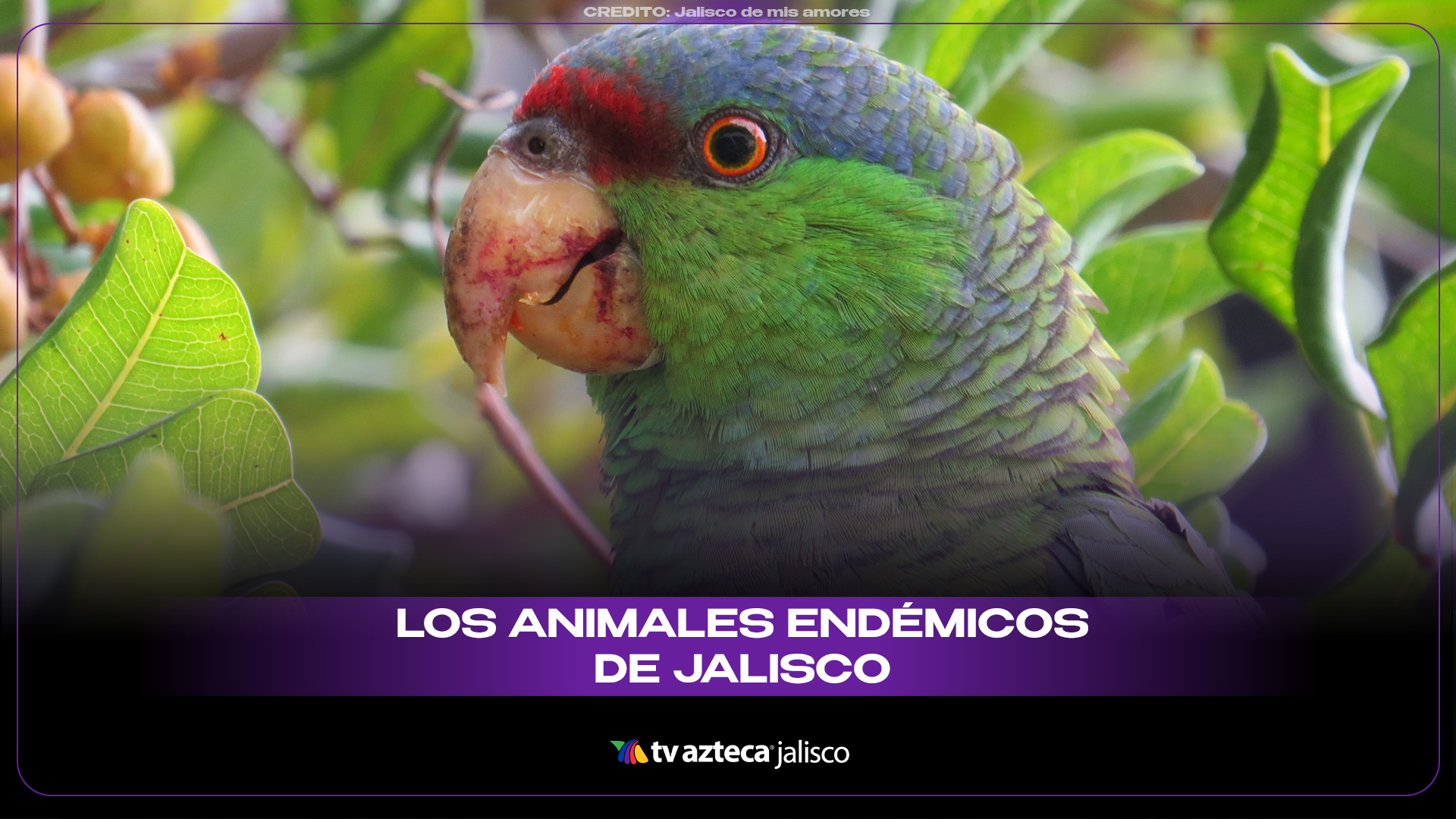 Animales endémicos de Jalisco: conoce 5 especies únicas del estado