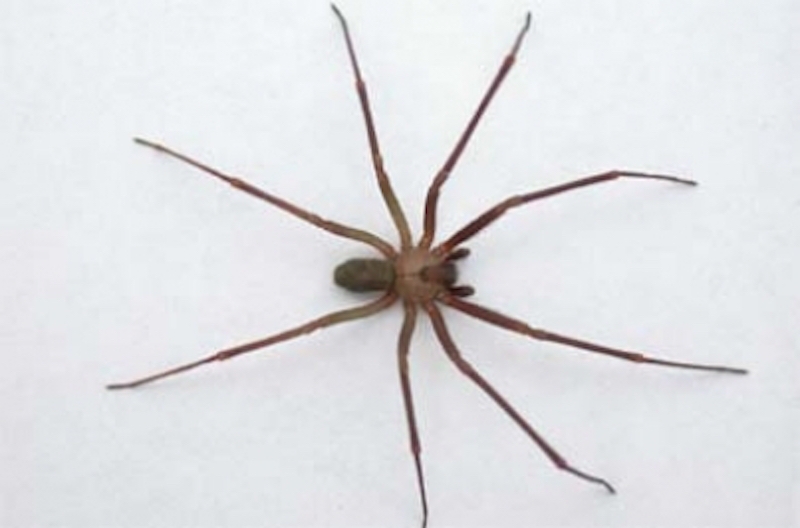 Araña violonista, mordedura mortal