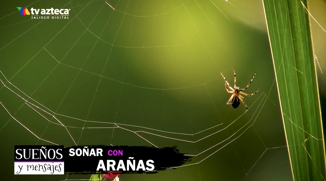 Sueños y mensajes: ¿Qué significa el soñar con arañas?