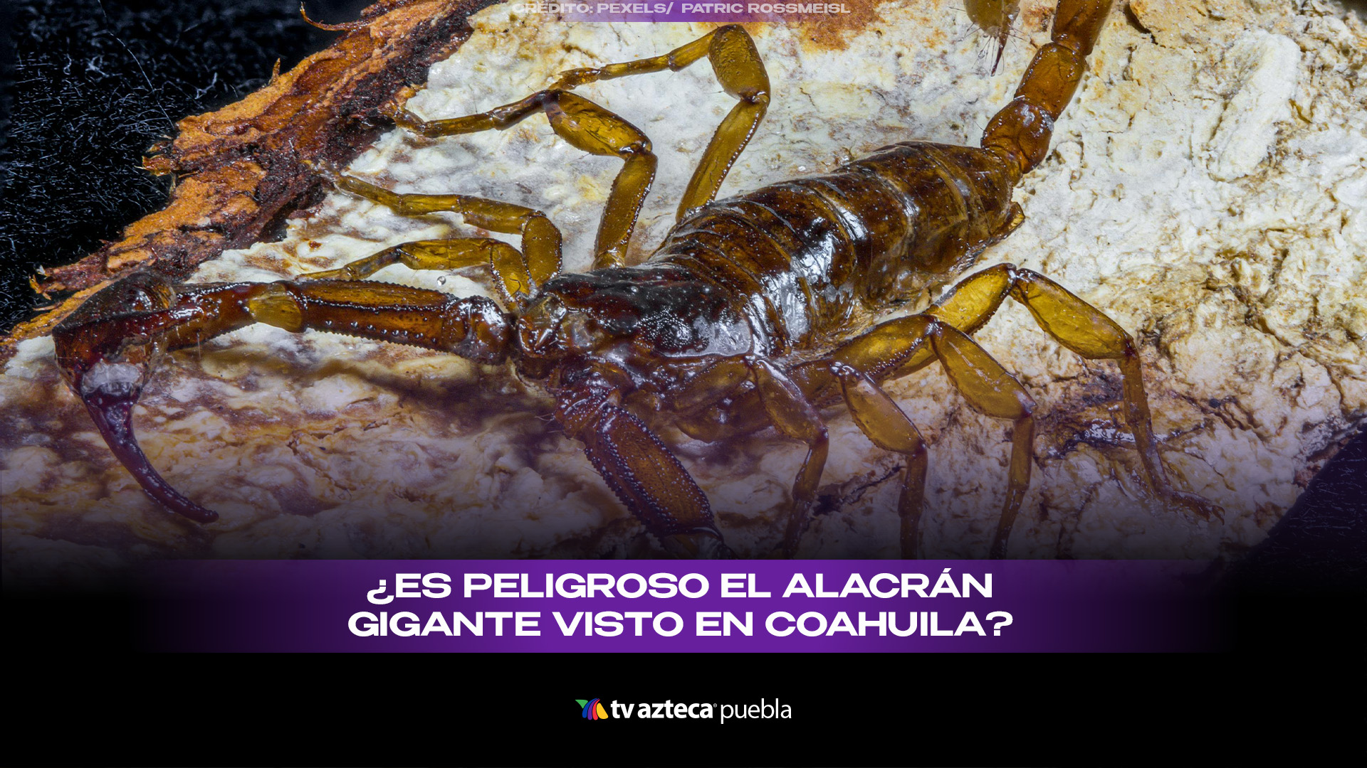 Centruroides gracilis: ¿es peligroso el alacrán gigante de Coahuila?