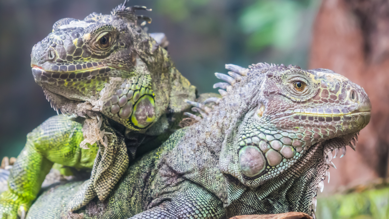 ¿Por qué piden matar a las iguanas congeladas en Florida? La razón