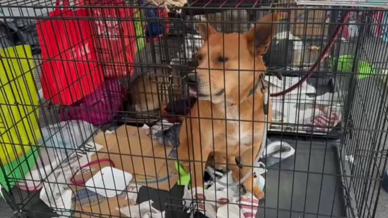 El problema de los perritos peregrinos en la CDMX y el llamado al rescate responsable