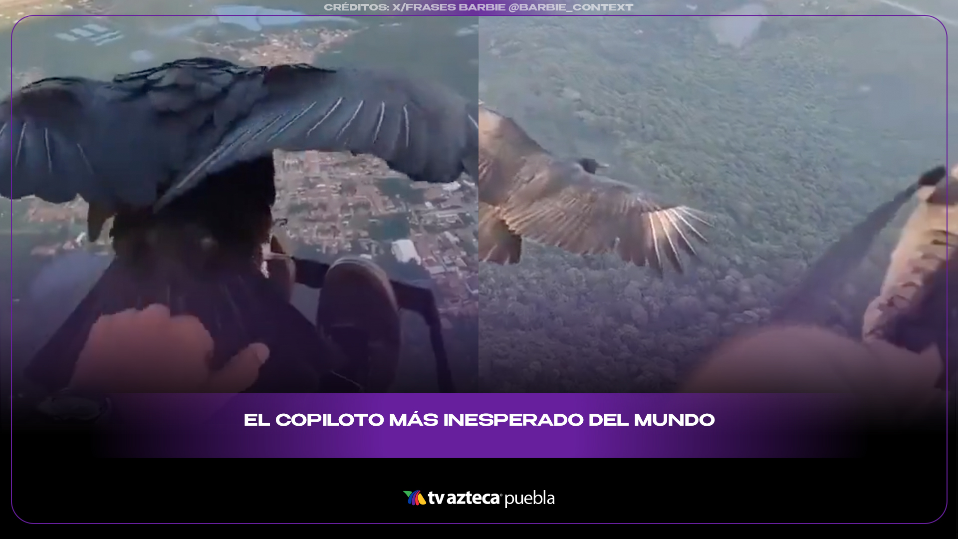 Ave gigante aterriza en parapentista y crea escena impresionante