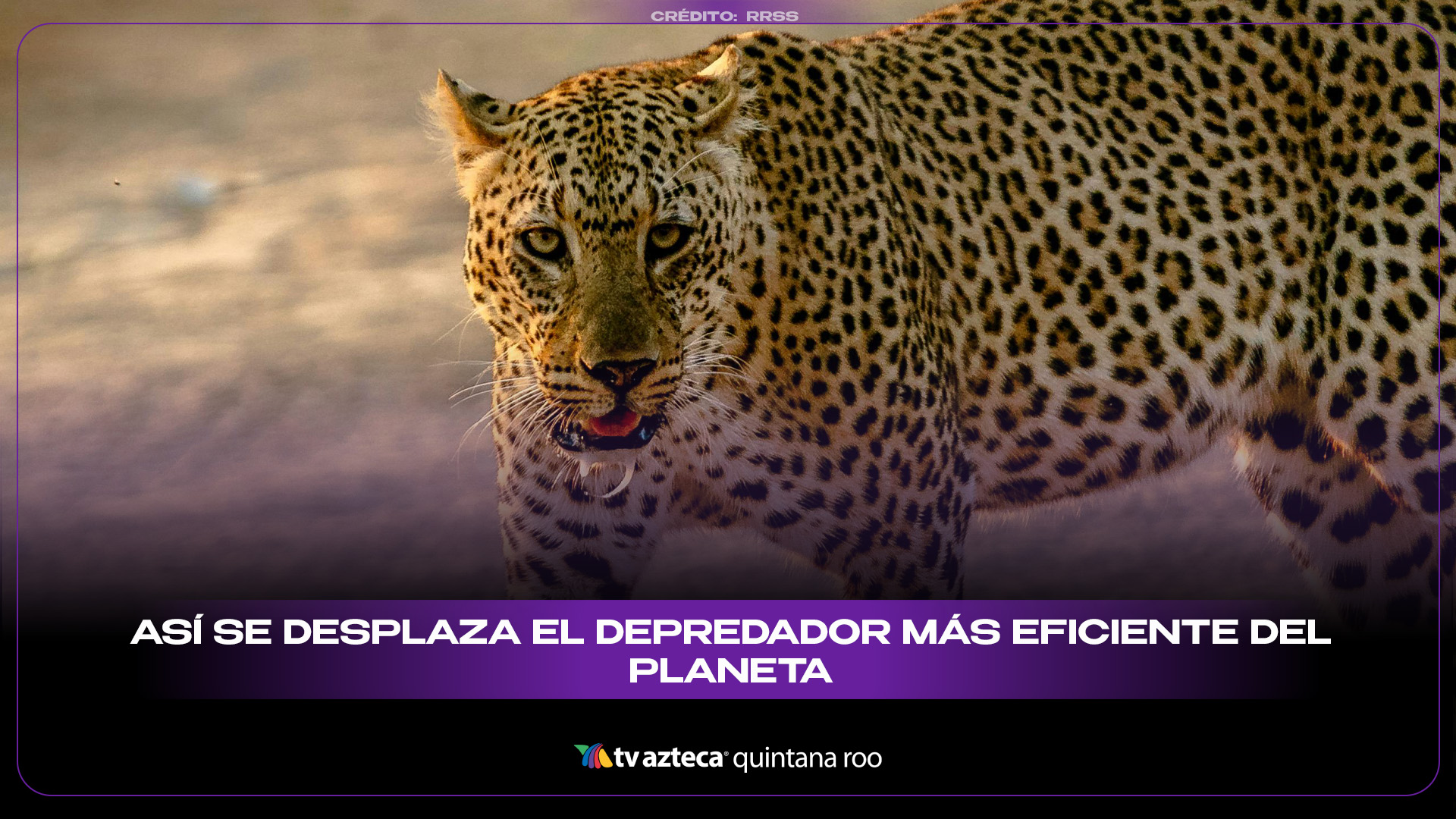 Bizak Megamandíbulas RC, se desplaza fácilmente por Tierra moviendo su Cola articulada y Mordiendo con Sus mandíbulas de Forma Realista, a Partir de 4 años (63348493 Bizak Megamandíbulas RC, se desplaza fácilmente por Tierra moviendo su Cola articulada y Mordiendo con Sus mandíbulas de Forma Realista, a Partir de 4 años (63348493