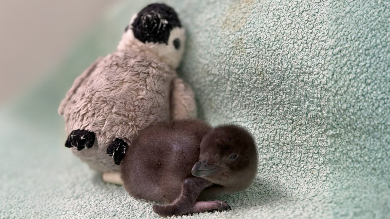Punch, el mono bebé, inspira acuario de Inglaterra y le regala a Henry, el pingüino huérfano, un peluche de compañía