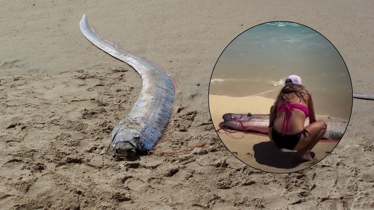 Captan a dos peces remo en Cabo San Lucas y desatan pánico por sismo terrible en México