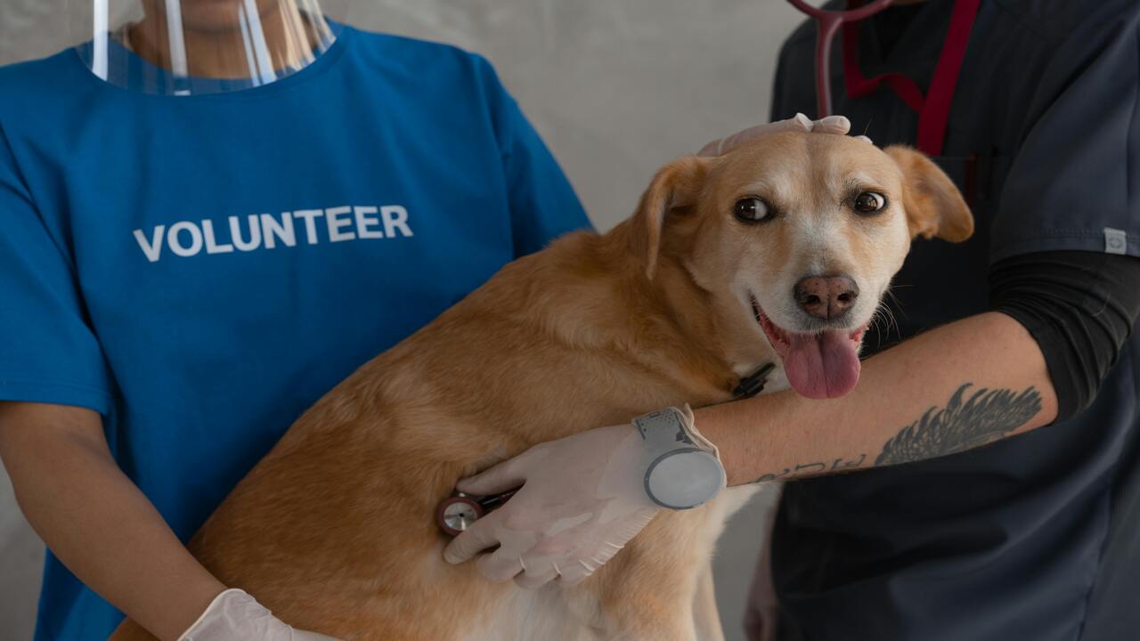 Así fue el asalto a un hospital veterinario en la 24 Sur de 