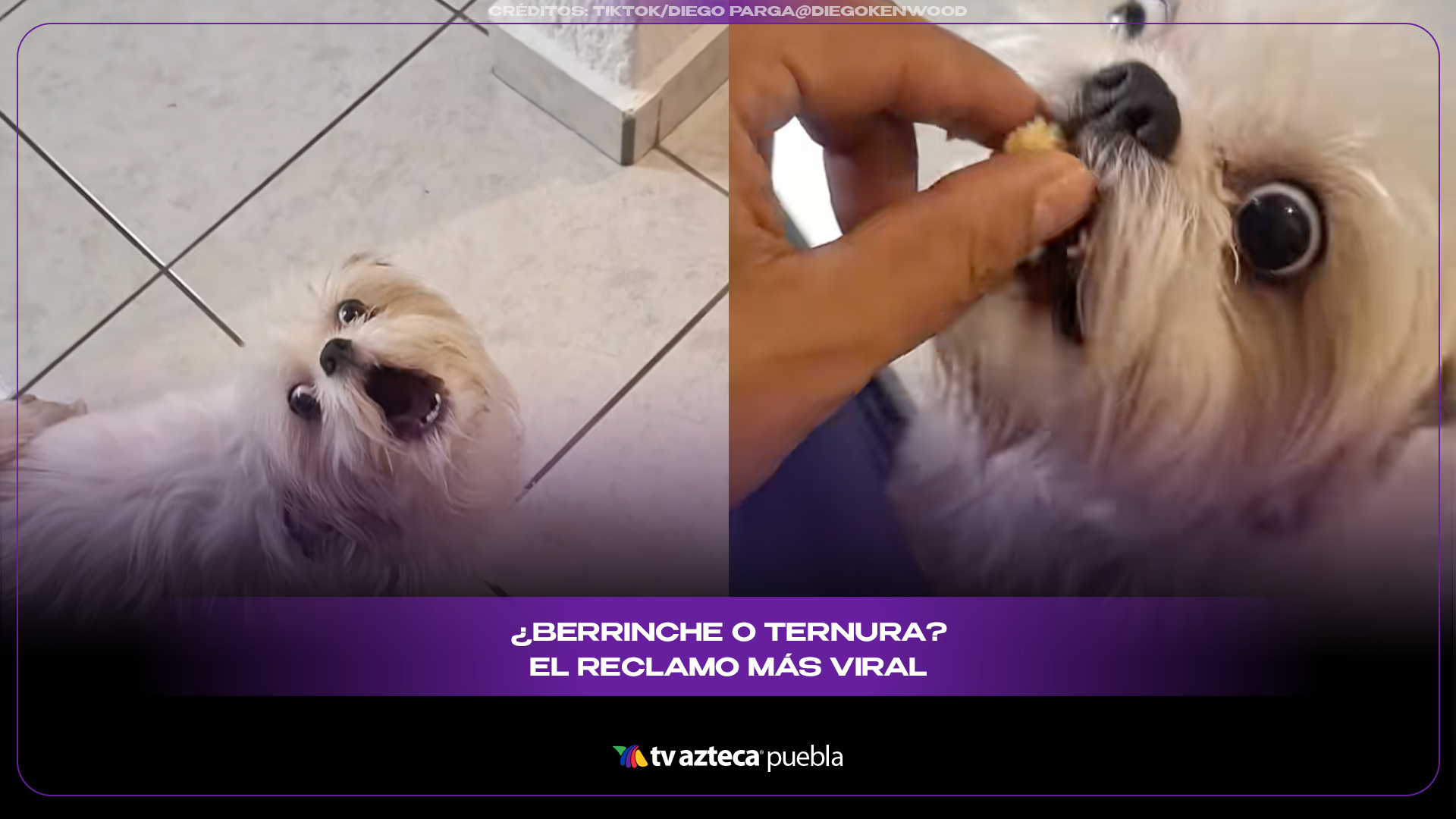 Perrito hace berrinche por comida y desata risas en redes