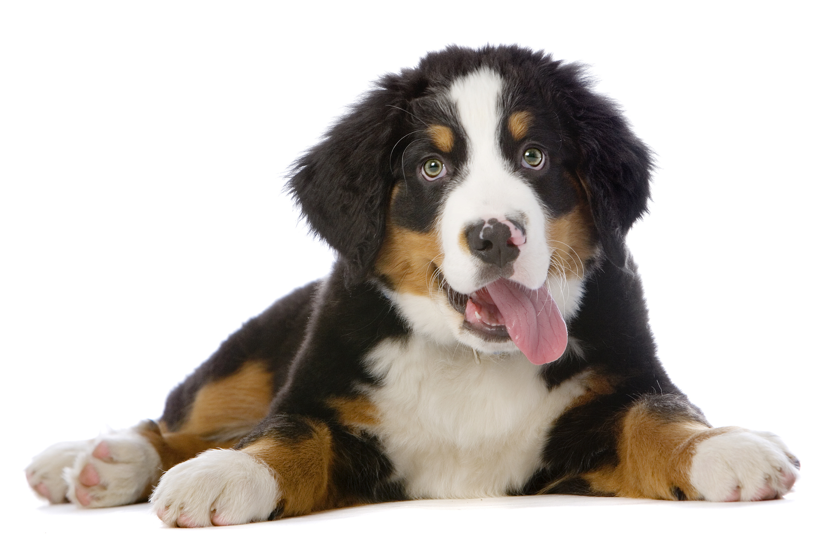 Tytanovi, el perro con patas de titanio que ayuda a veteranos de guerra