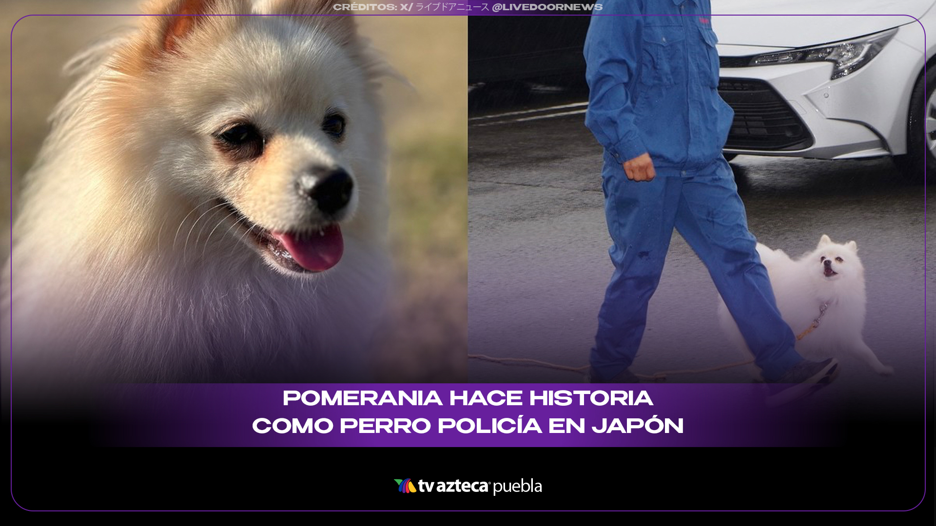 Pomerania hace historia como perro policía en Japón tras superar exigentes pruebas