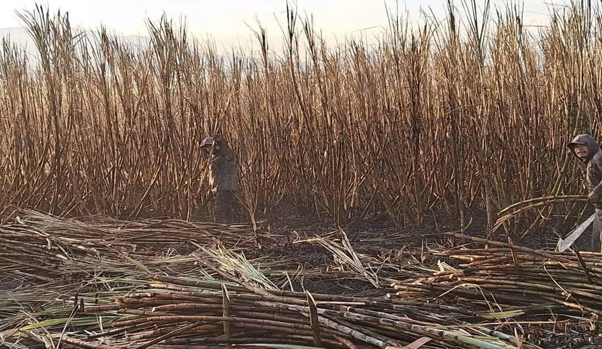 Hallan cuerpo de un hombre en terrenos de cultivo entre Teyuca y Tepeojuma HOY