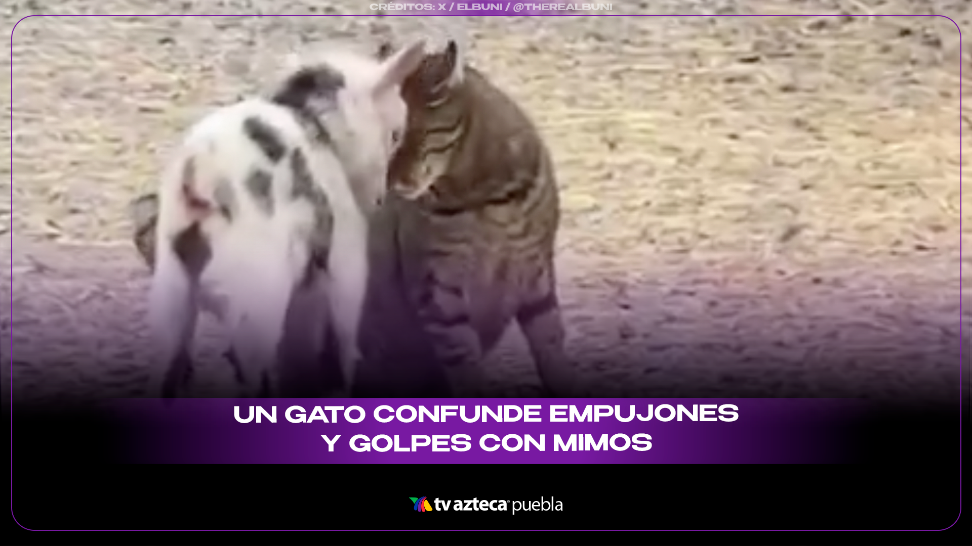 Cabrita “empuja” a un gato… pero en realidad lo acaricia.