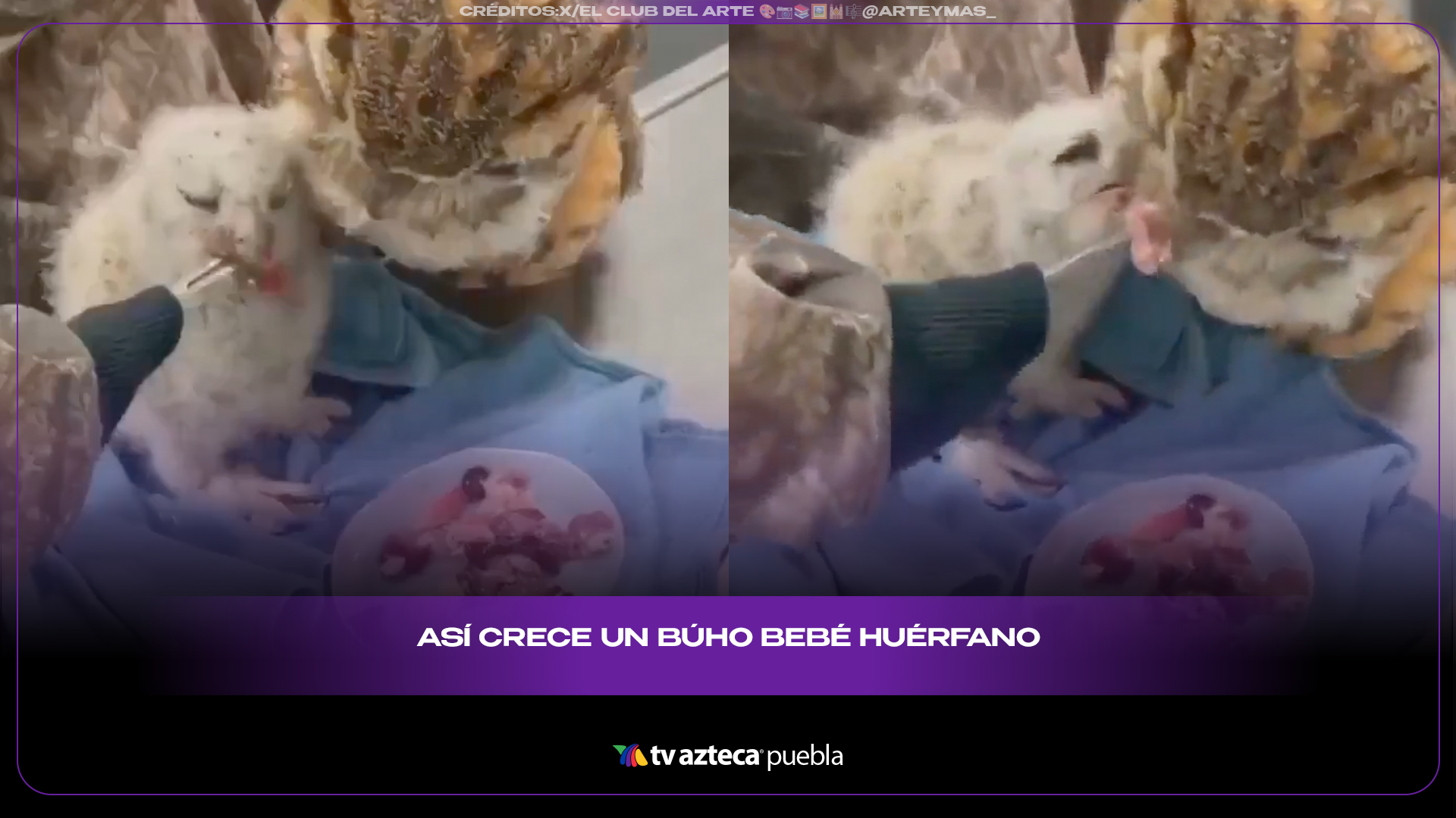 Así alimentan a un búho bebé y la razón sorprendió a redes