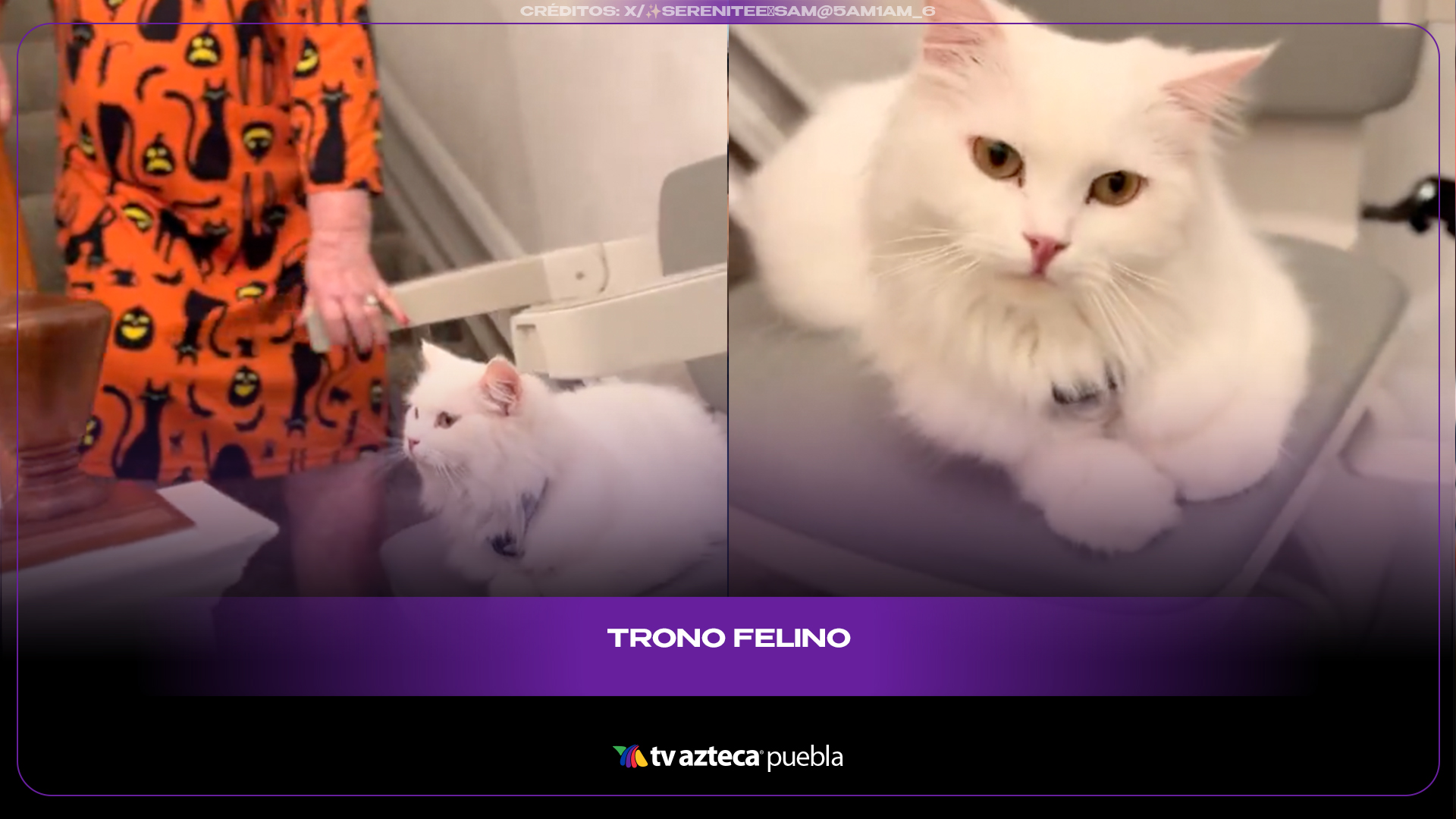 Gatita convierte silla salvaescaleras en su carruaje y se vuelve viral