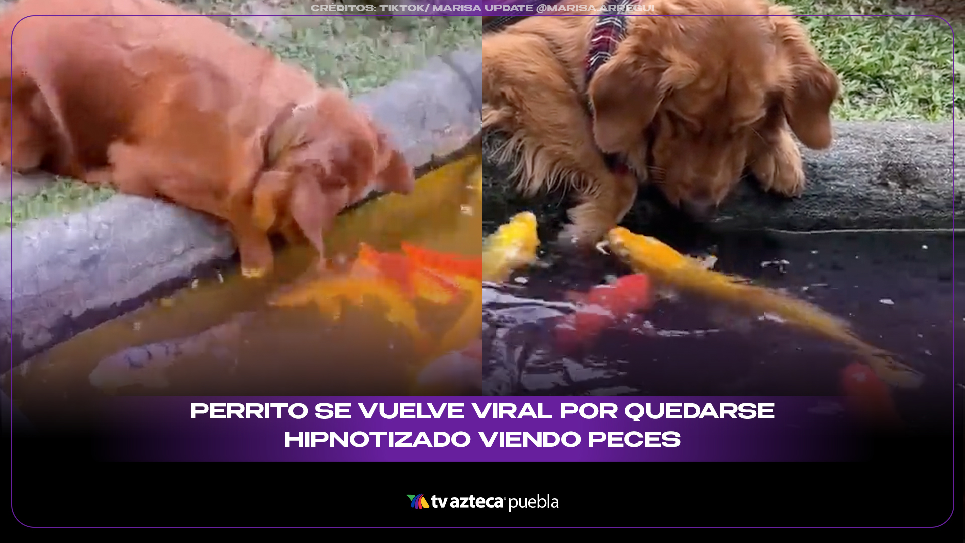 Perrito se vuelve viral por quedarse hipnotizado viendo peces