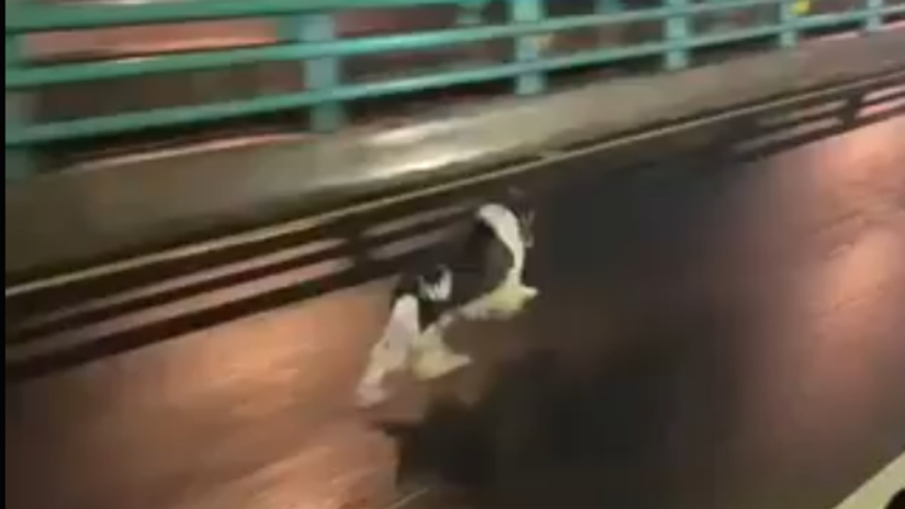 VIDEO VIRAL: Perrito es captado corriendo en plena lluvia en el segundo piso del Periférico ¿Estaba perdido?