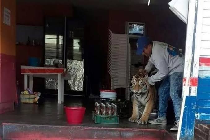 Tigre aparece en puesto de tacos de Hidalgo