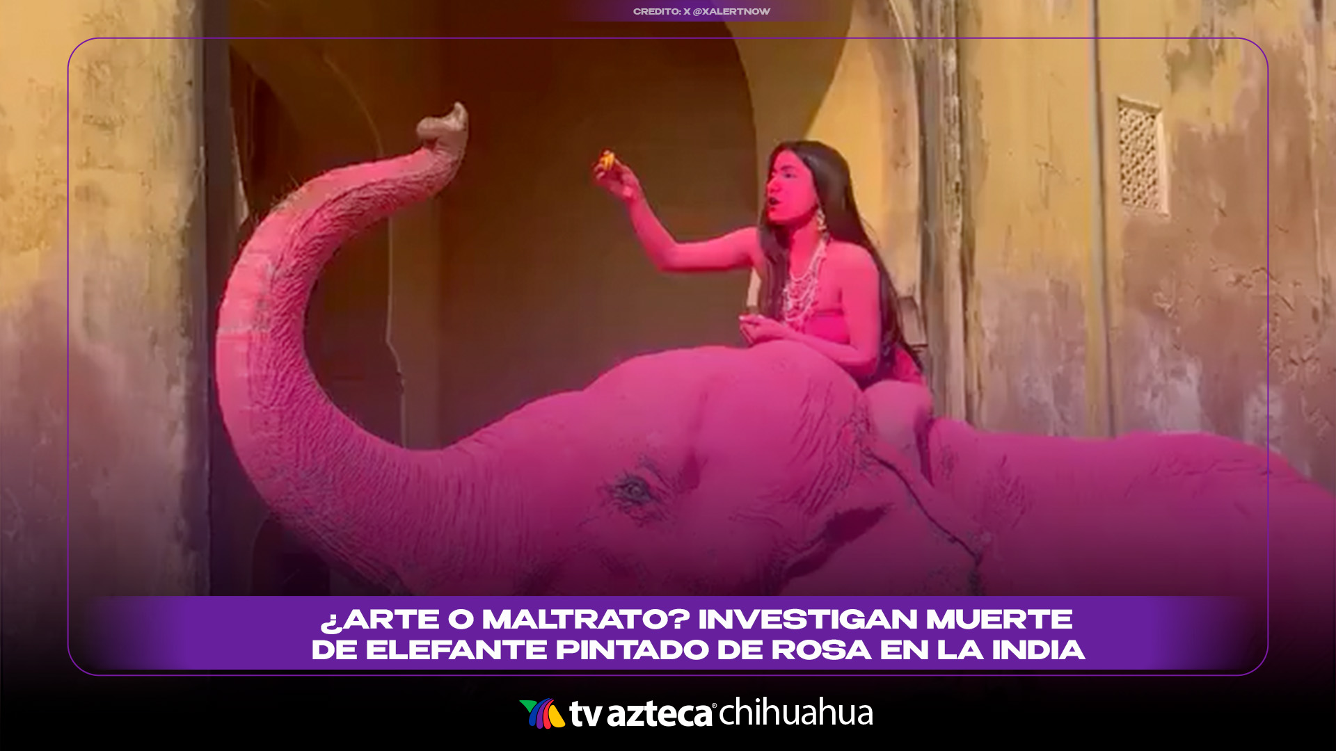 Elefante Rosa Mario Elefante pintado de rosa muere en India: investigan posible maltrato ...