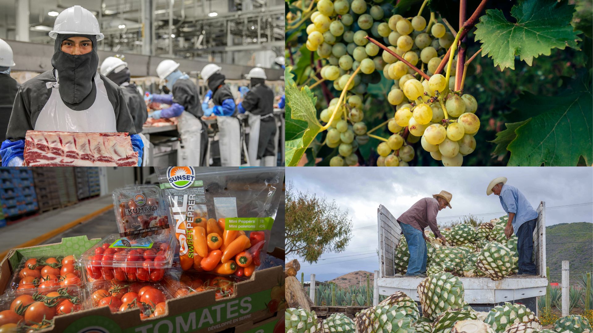 Exportaciones agroalimentarias, ¿Qué es lo que más comercializa México?