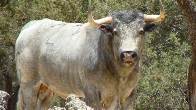Toro se escapa y provoca caos y pánico en el Centro de Kanasín