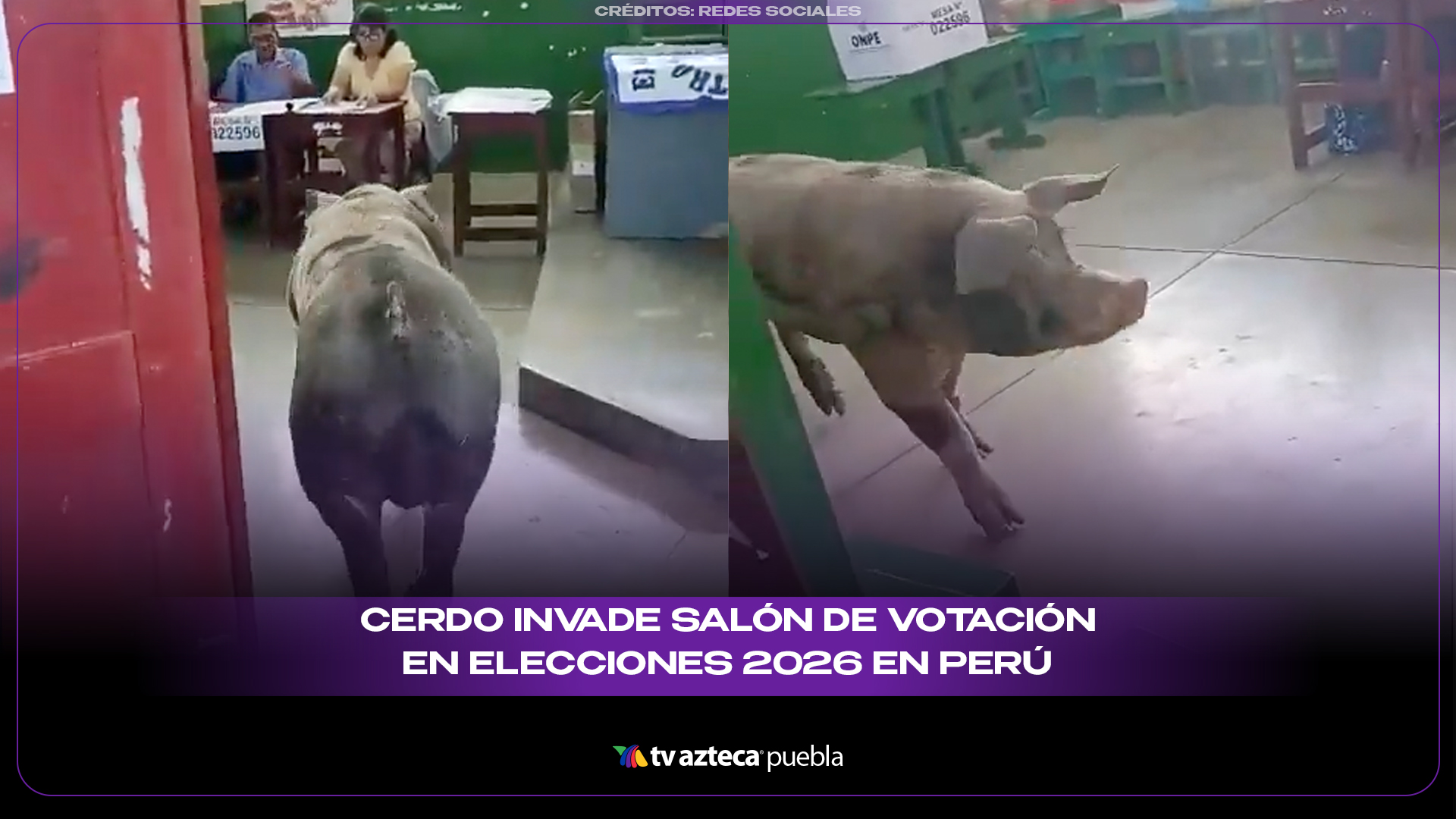 Cerdo invade salón de votación en elecciones de Perú