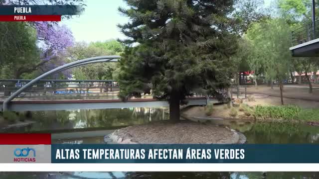 Altas temperaturas afectan áreas verdes en Puebla; esto dicen los especialistas