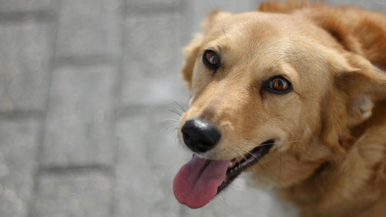 Alerta por envenenamiento de perros en la colonia Santa Lucía en Puebla