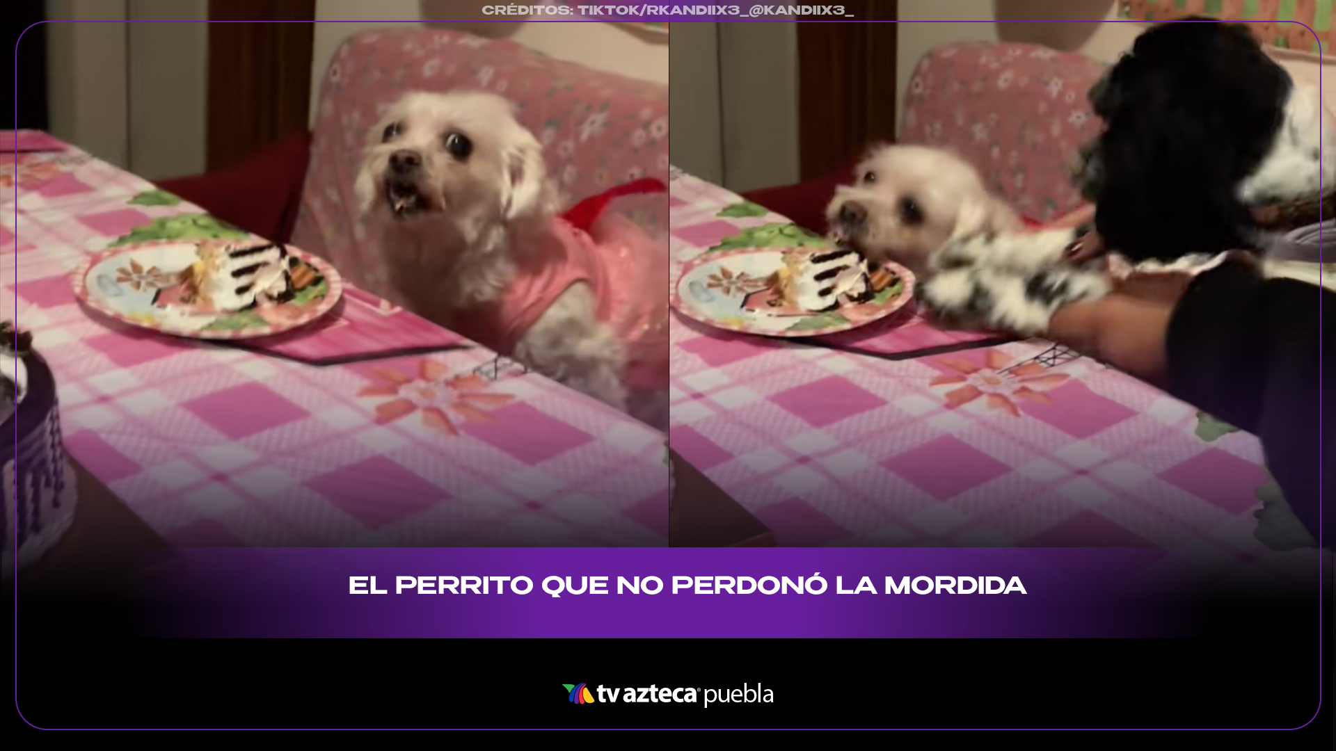Perrito cumpleañero reacciona con enojo tras la clásica “mordida” y se vuelve viral