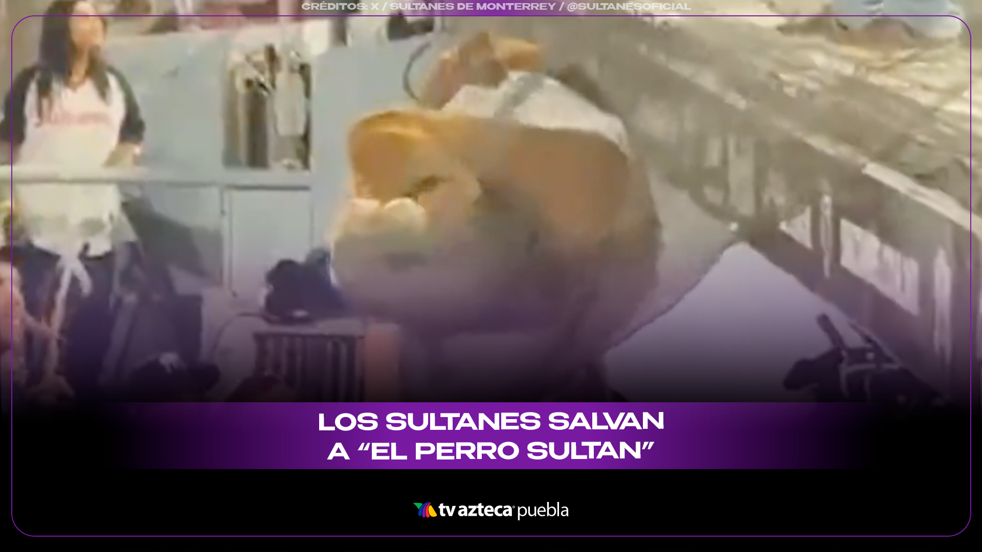 Botarga de Sultanes de Monterrey queda atorada en red y el video se vuelve viral.