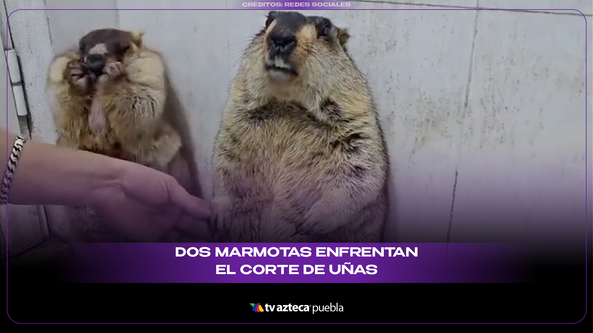 Dos marmotas enfrentan el corte de uñas: una en paz… y otra en crisis total
