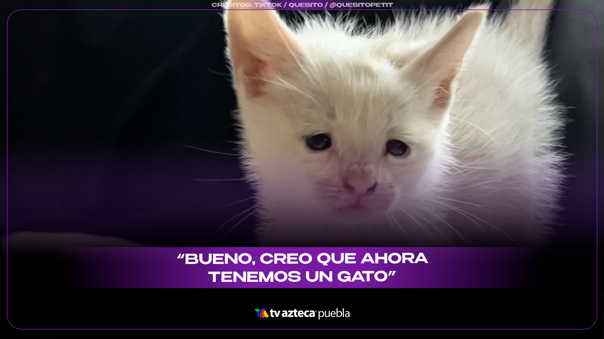 Quesito, el gatito rescatado del tráfico que encontró una nueva familia y conquistó las redes.