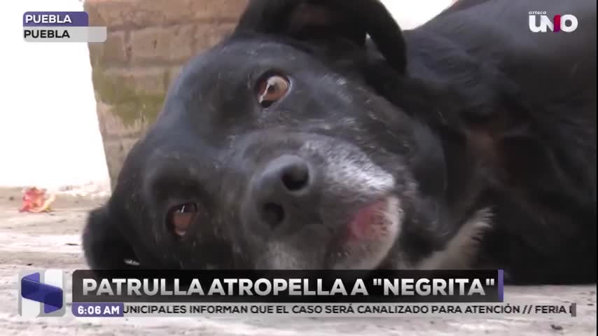 Policía de Puebla atropella a perrita “Negrita” mientras dormía En Infonavit San Pedro ; intenta huir y ofrece solo 2 mil pesos.