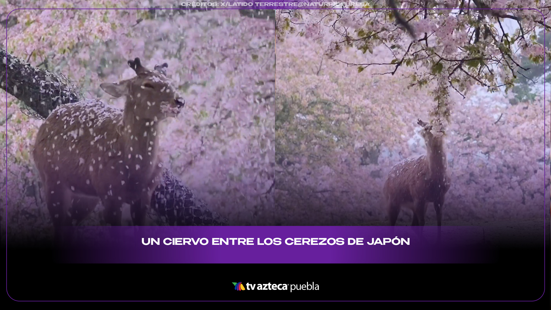 Ciervo en Japón roba miradas al comer flores de cerezo en Nara