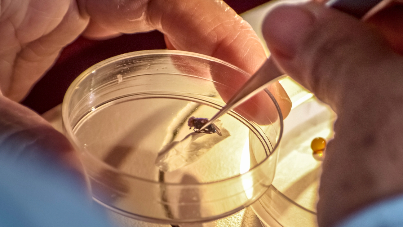 Los animales silvestres que propagaron el gusano barrenador en México