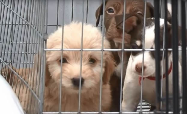 Refugio en Guadalajara pide ayuda; dueño falleció y necesitan reubicar y dar en adopción a los perros