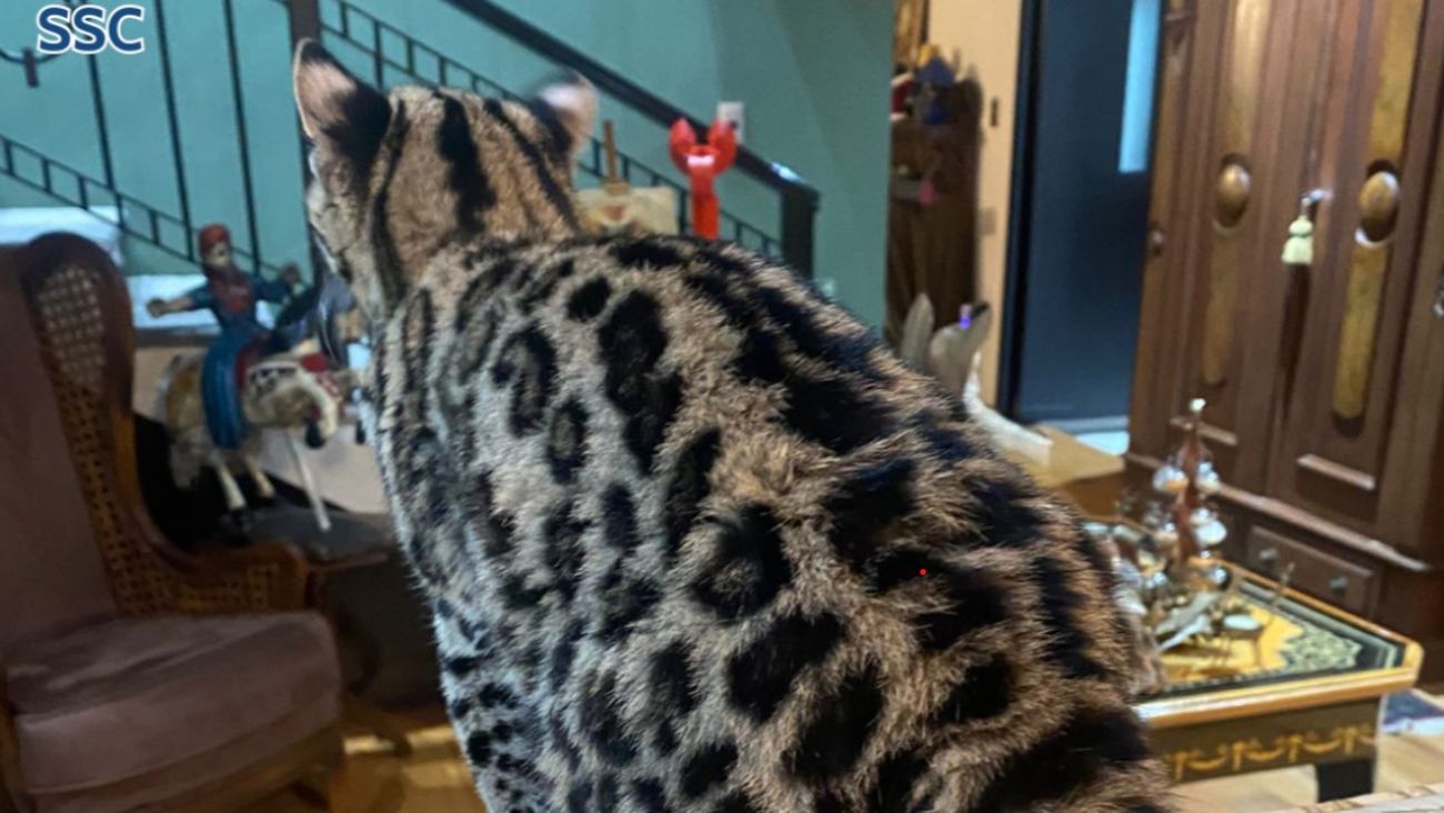 VIDEO: Gato silvestre espanta a familia de Paseo de las Lomas en CDMX