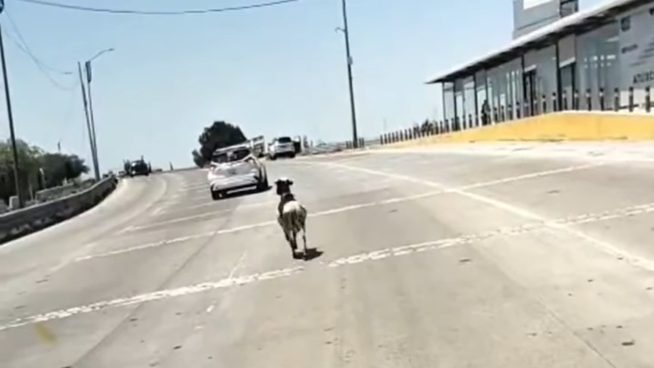 VIDEO: Chivo deambulando en Periférico Ecológico de Puebla sorprende a automovilistas este jueves