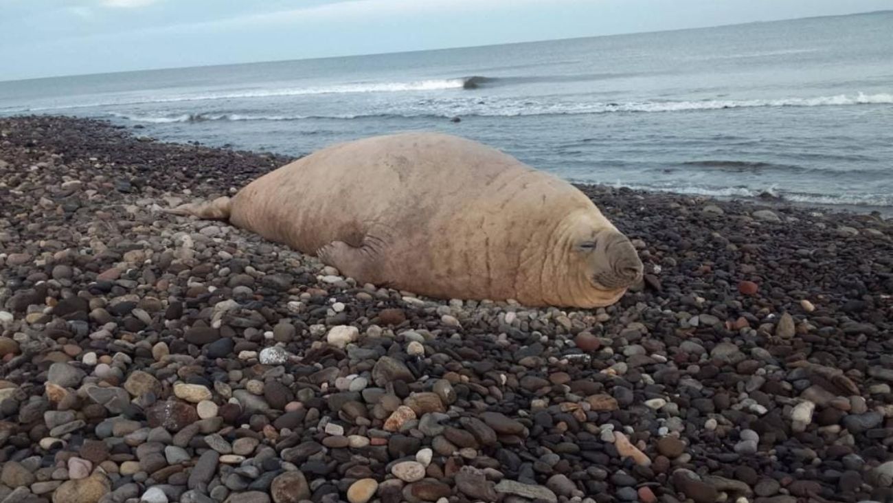 VIDEO: Elefante marino sorprende a turistas en la playa Los Ayala, en Nayarit