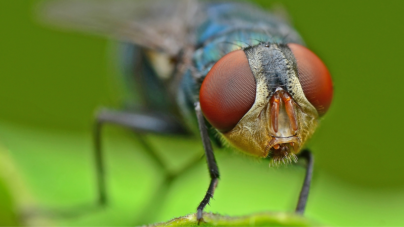 ¡De película! Crean el cerebro de mosca y lo hacen funcionar en mundo virtual