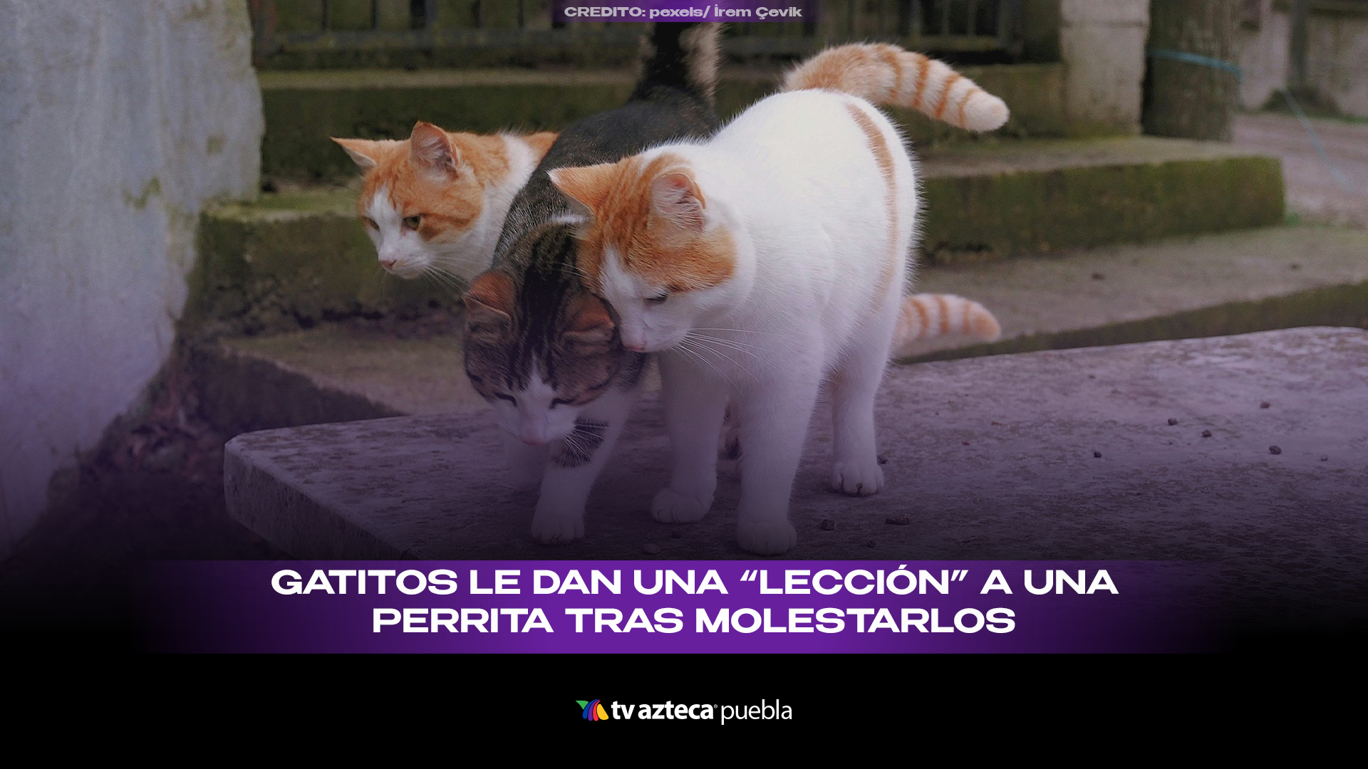 Gatitos “se rebelan” contra perrita pitbull y el video se vuelve viral