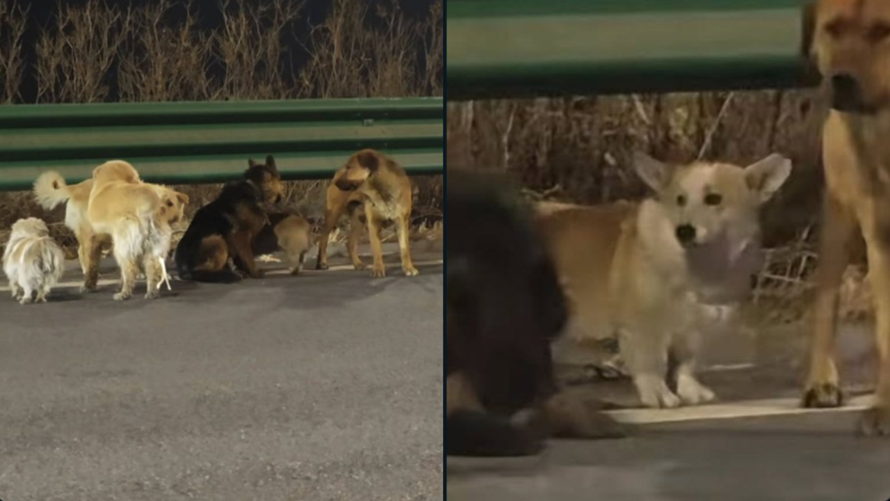 VIDEO: Siete perritos secuestrados escapan de una carnicería y viajan 17 km guiados por un corgi para llegar a casa en China