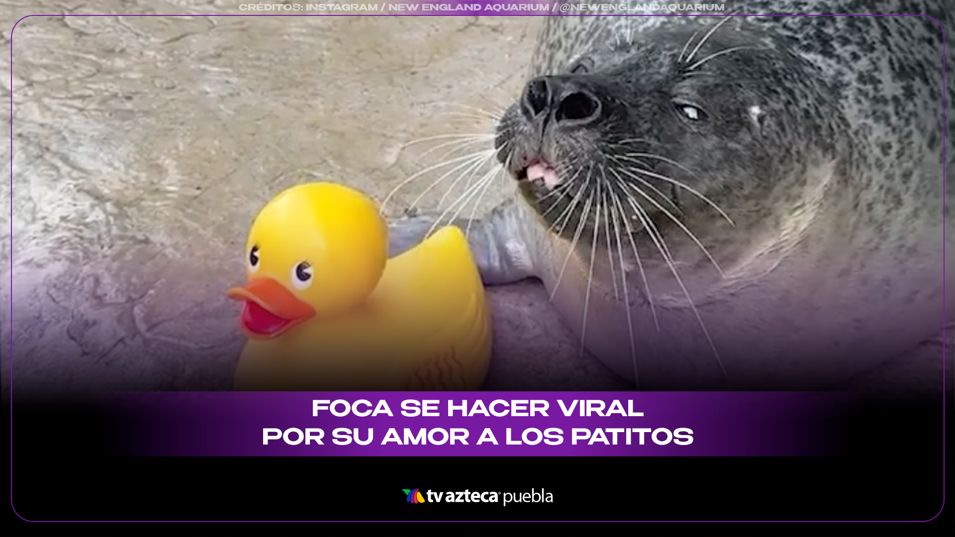Foca se vuelve viral por jugar con patitos de goma en acuario