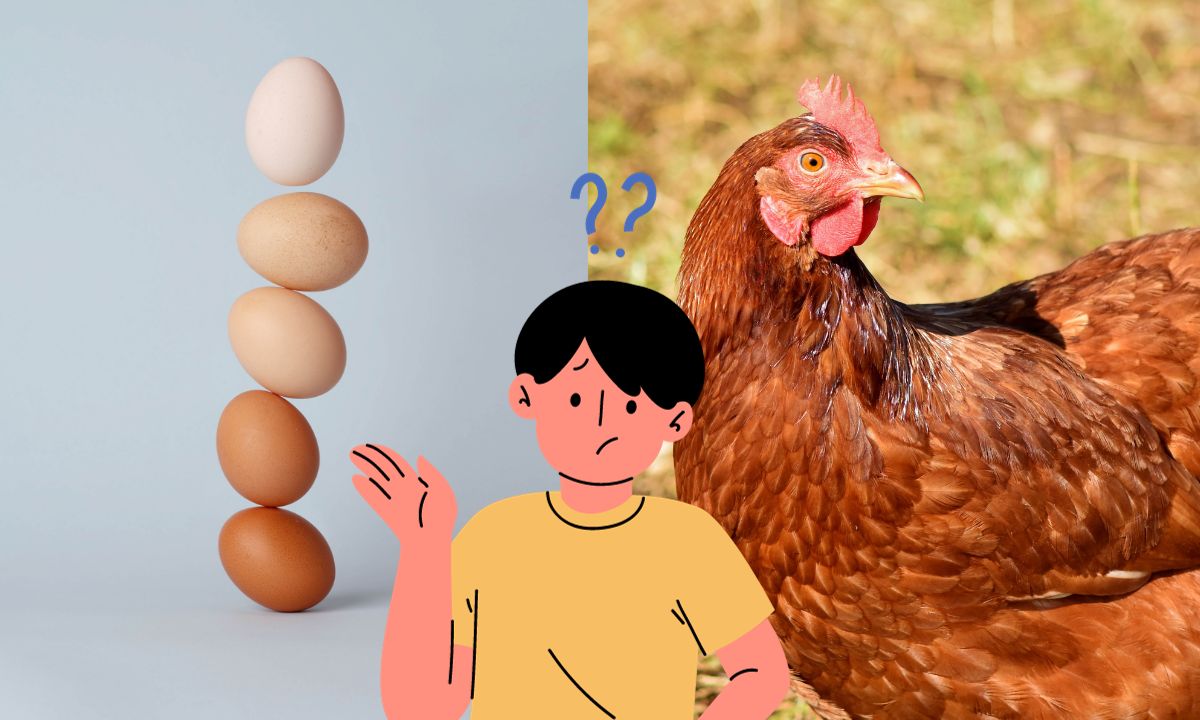 UNAM resuelve misterio de ¿Qué fue primero el huevo o la gallina?