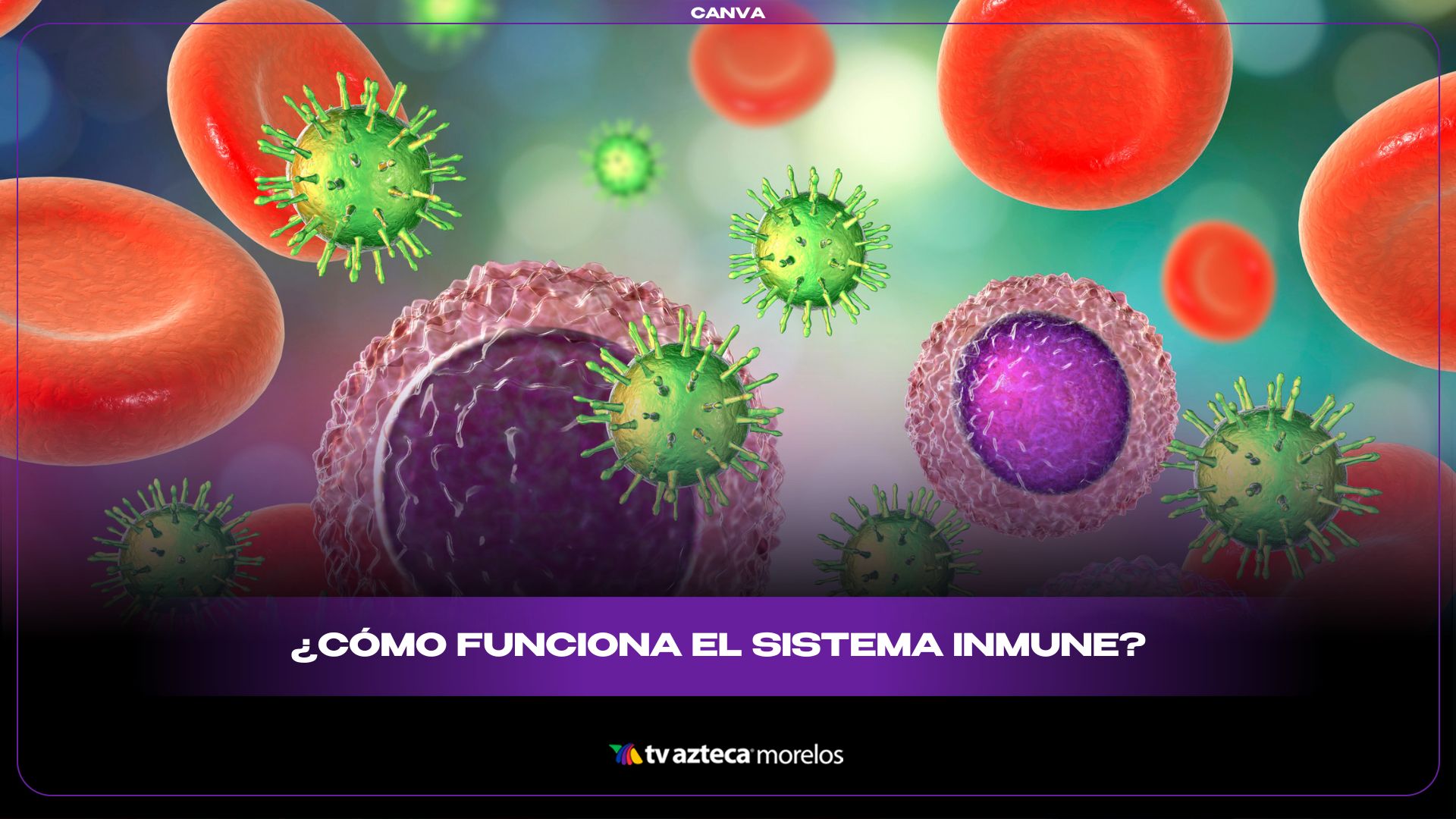 La verdad que no te cuentan sobre cómo funciona el sistema inmune