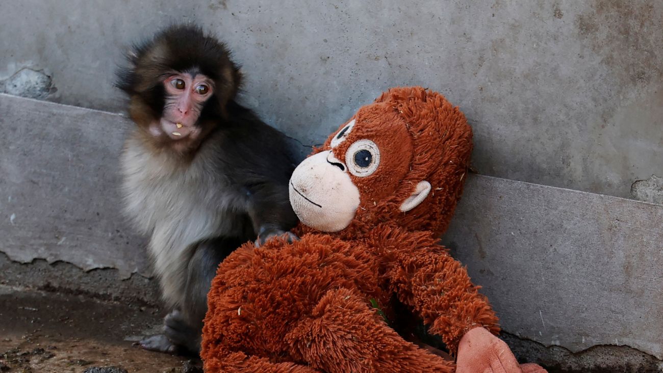 ¿Por qué Punch fue rechazado? Claves sobre la crianza de macacos japoneses