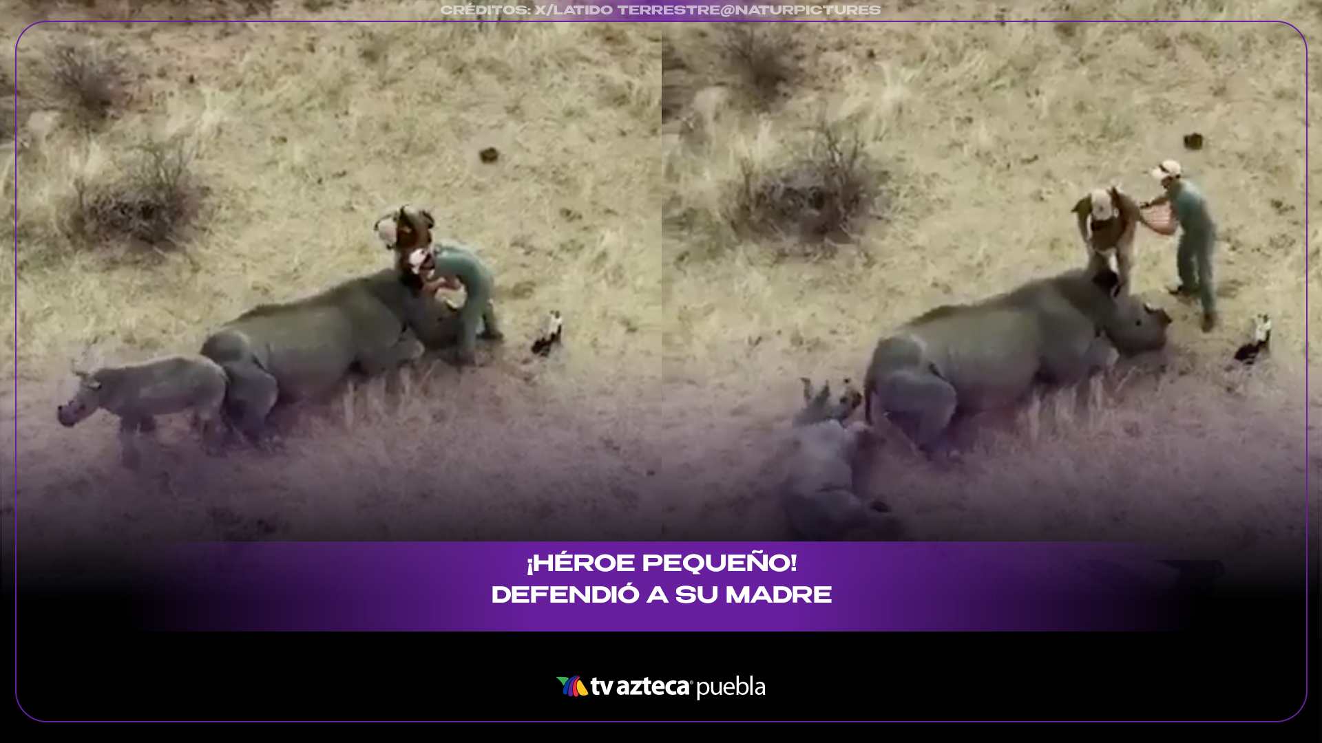 Cría de rinoceronte protege a su madre y sorprende por su valentía