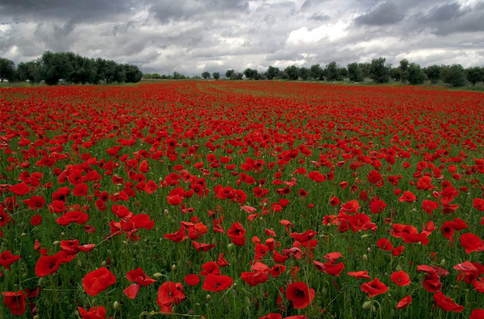 Cultivo de amapola cae en México, mantiene producción droga sintética ...