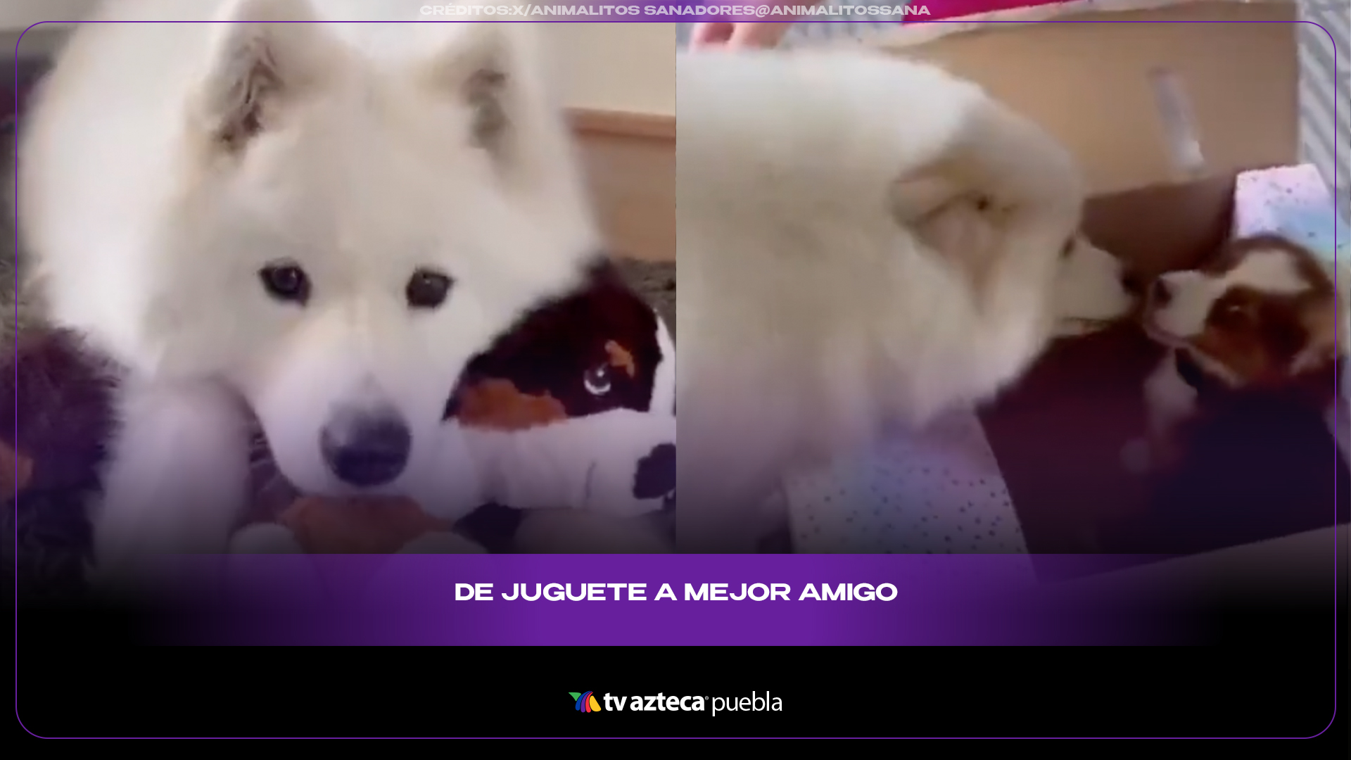 Perrito conoce a cachorro idéntico a su peluche y enternece a millones