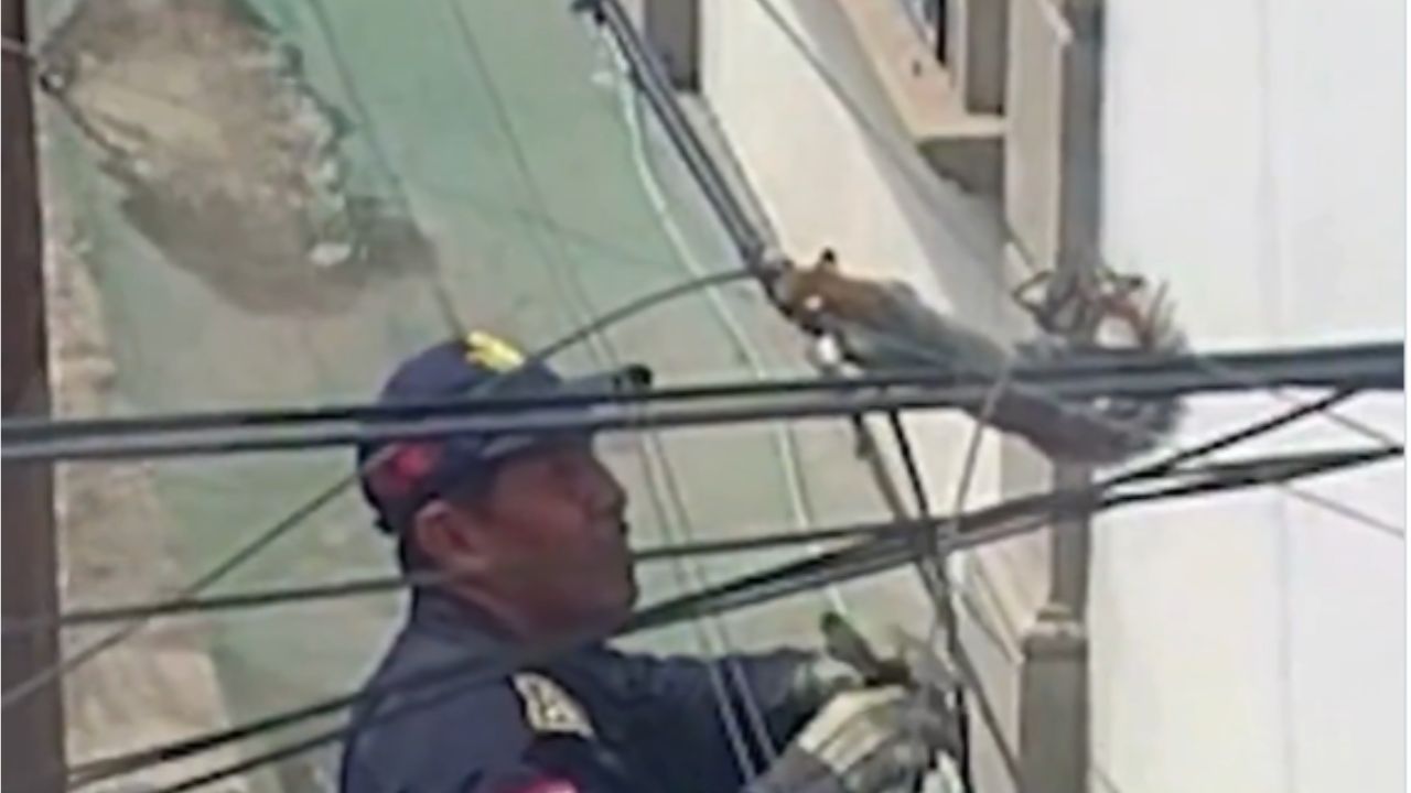 VIDEO: Así fue el TENSO rescata de una ardilla atrapada en cables en CDMX