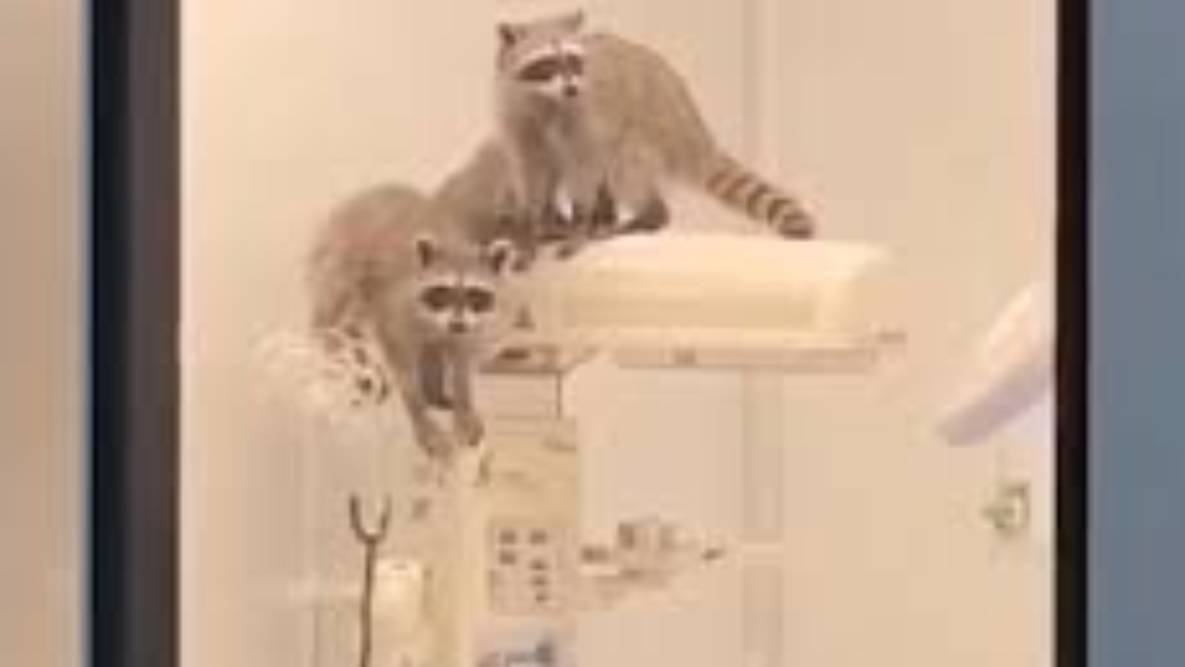 VIDEO: Mapaches curiosos interrumpen la calma de un hospital del ISSSTE en Acapulco